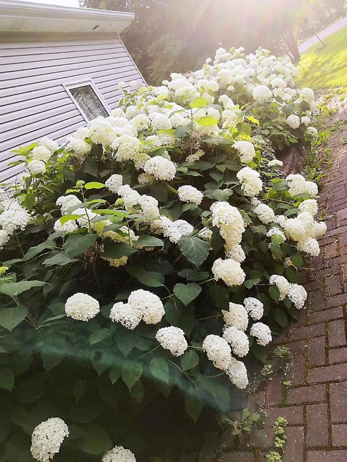 Lily'S Garden Hotel Charlottetown Exterior foto